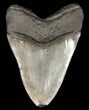 Serrated, Fossil Megalodon Tooth - Georgia #52400-2